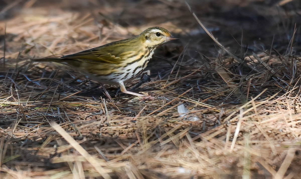 Olive-backed Pipit - ML646403199
