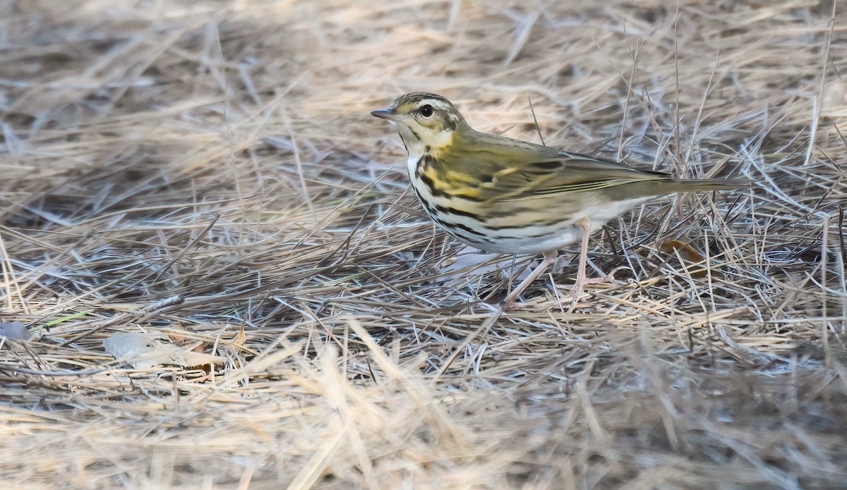 Olive-backed Pipit - ML646403200