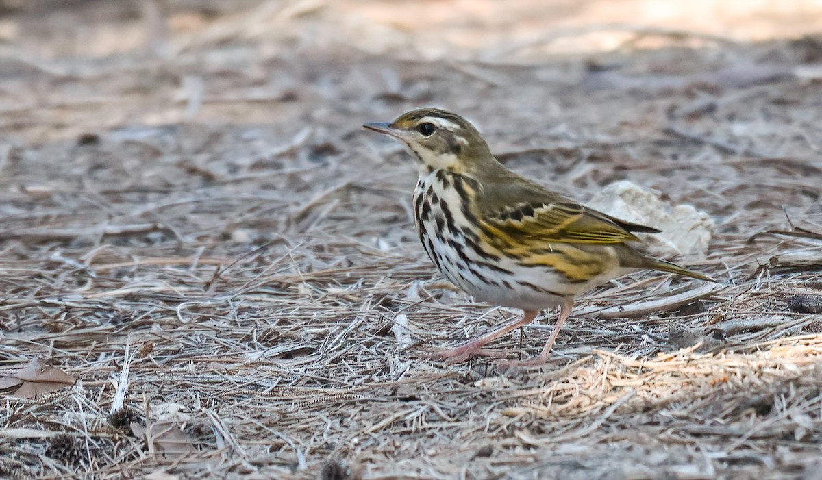 Olive-backed Pipit - ML646403201