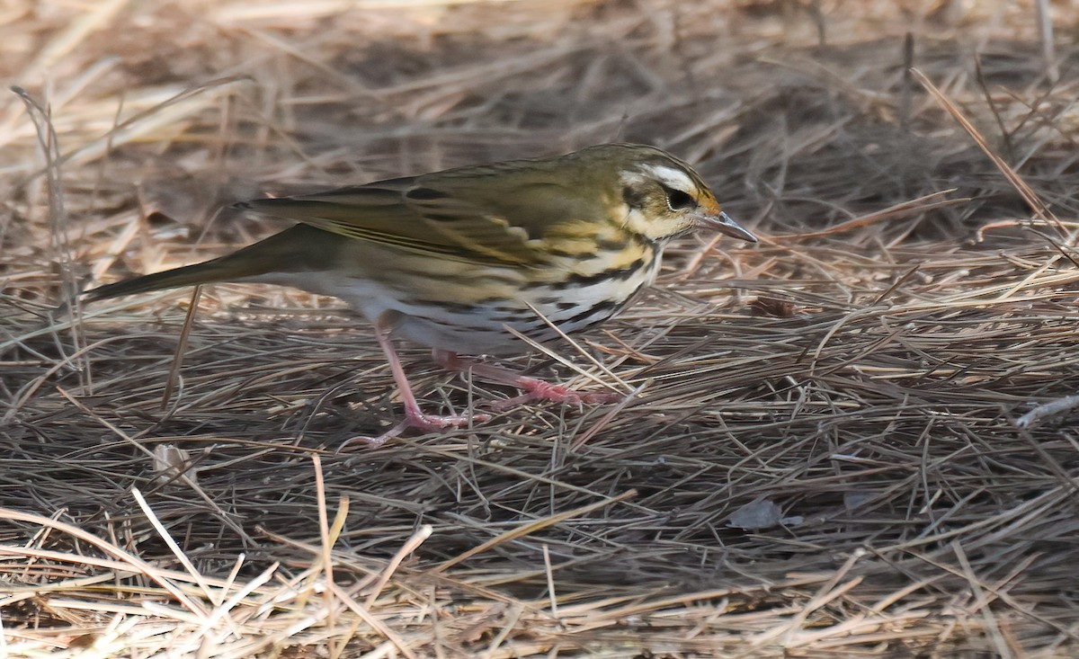 Olive-backed Pipit - ML646403202