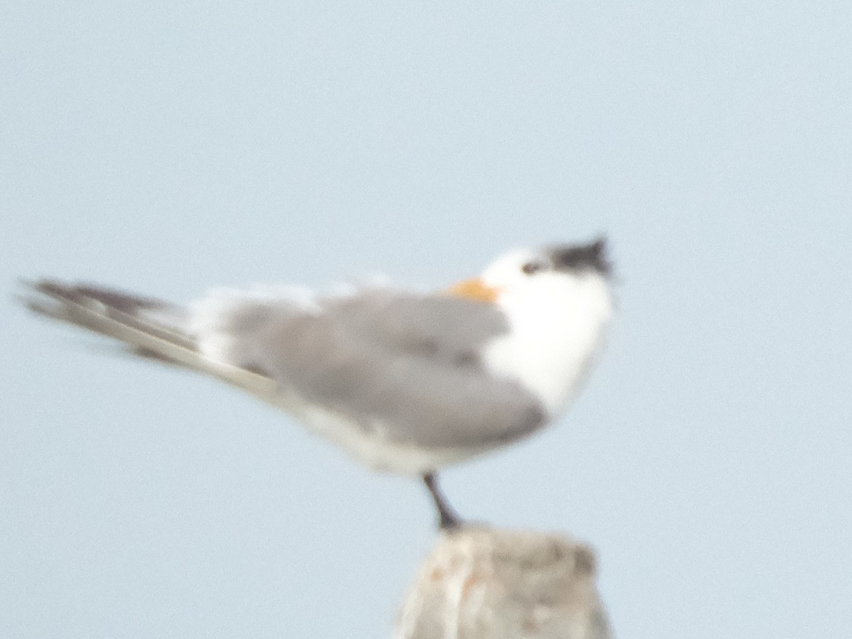 Lesser Crested Tern - ML646403205