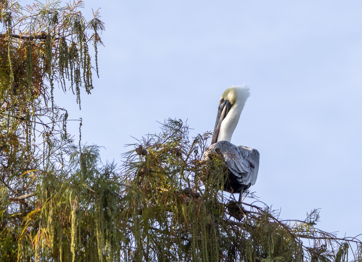 Kahverengi Pelikan - ML646403206