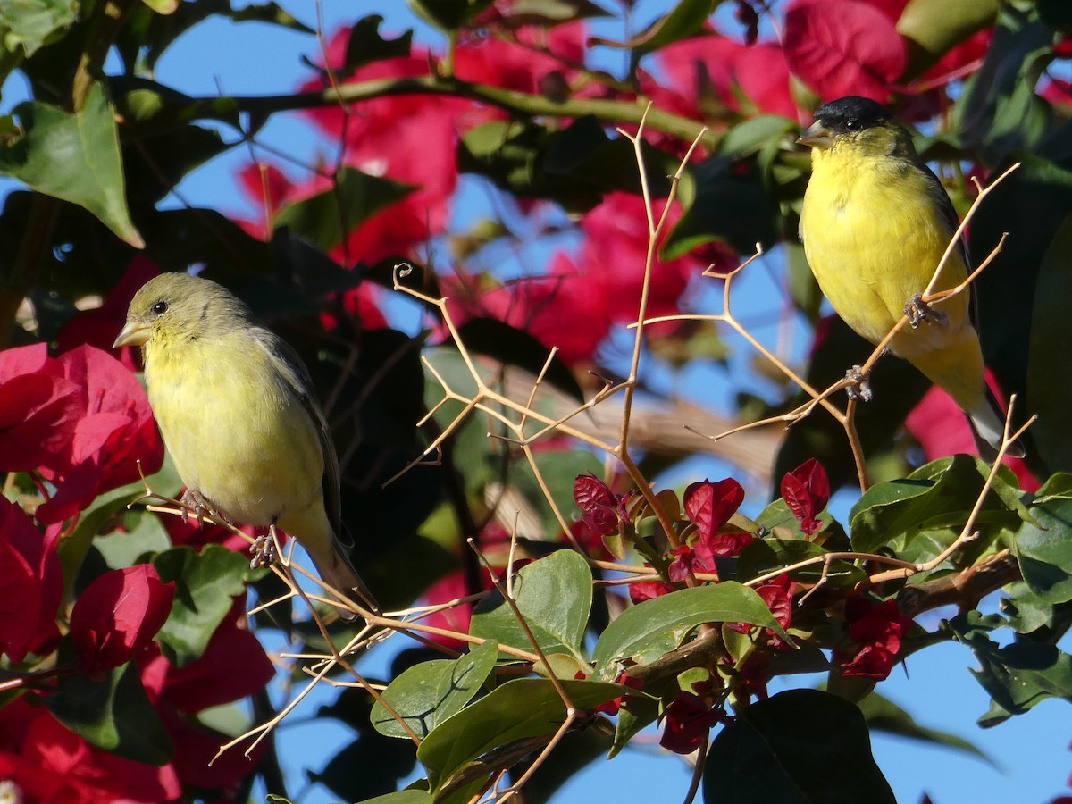 Lesser Goldfinch - ML646403210