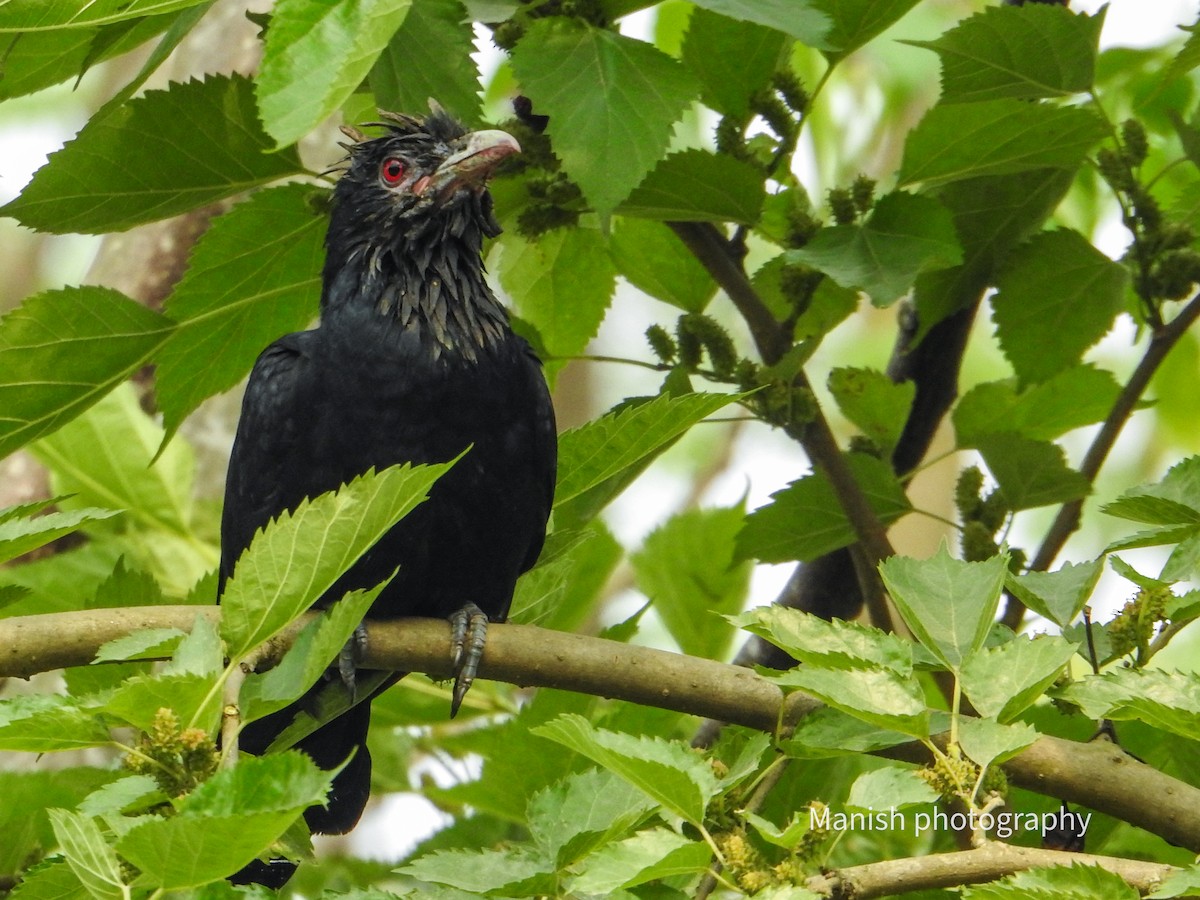 Coucou koël - ML646403211
