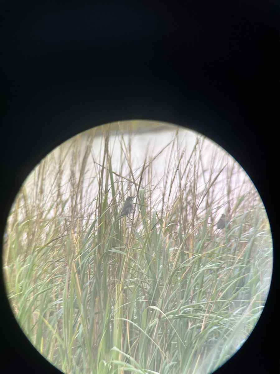 Seaside Sparrow - ML646403213