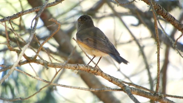 Red-flanked Bluetail - ML646403214