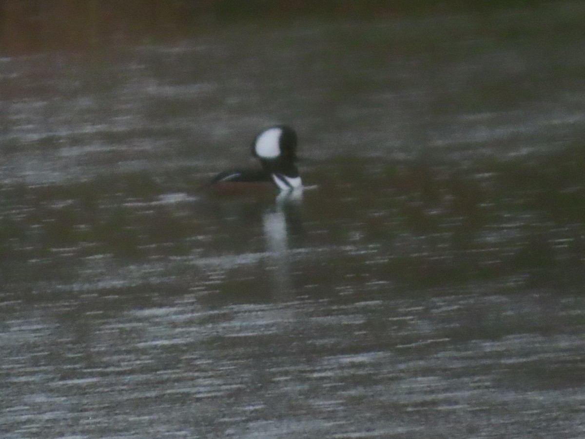 Smergo dal cappuccio - ML646403215