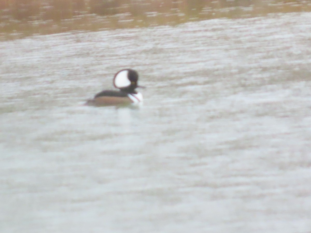 Smergo dal cappuccio - ML646403216