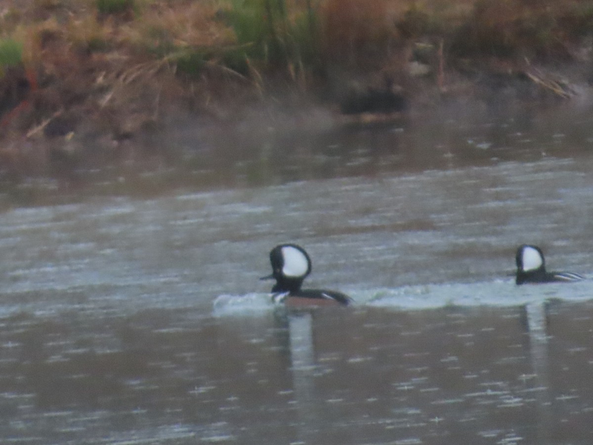 Smergo dal cappuccio - ML646403217