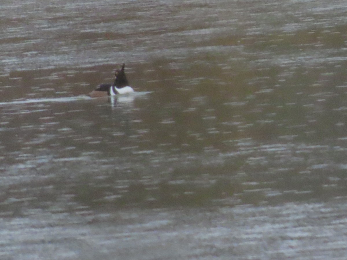 Smergo dal cappuccio - ML646403218