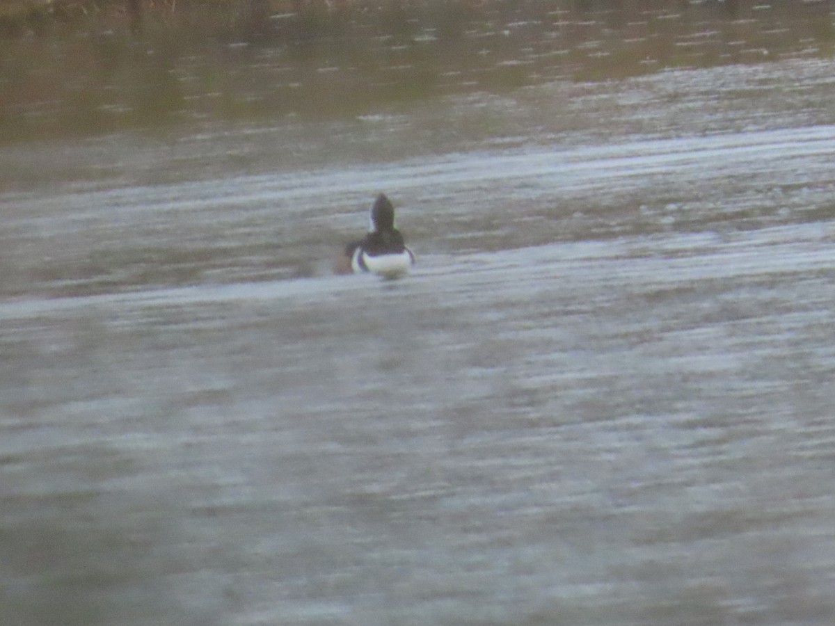 Smergo dal cappuccio - ML646403219