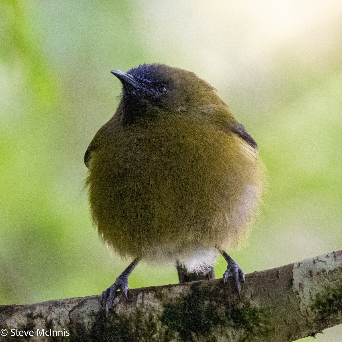 New Zealand Bellbird - ML646403220