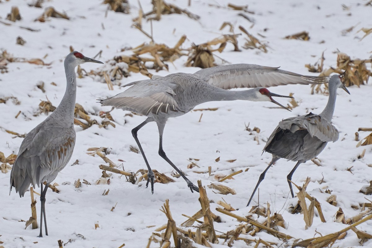 Sandhill Crane - ML646403222