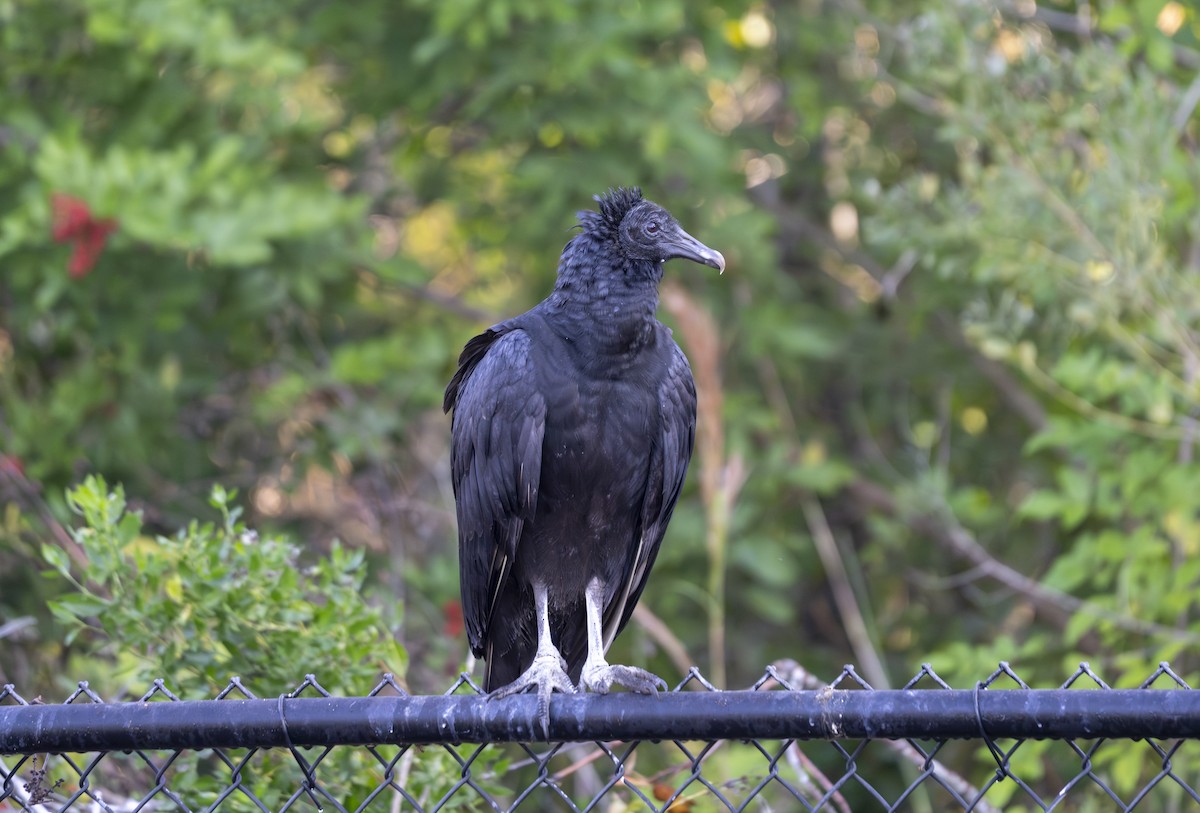 Karga Akbabası - ML646403223