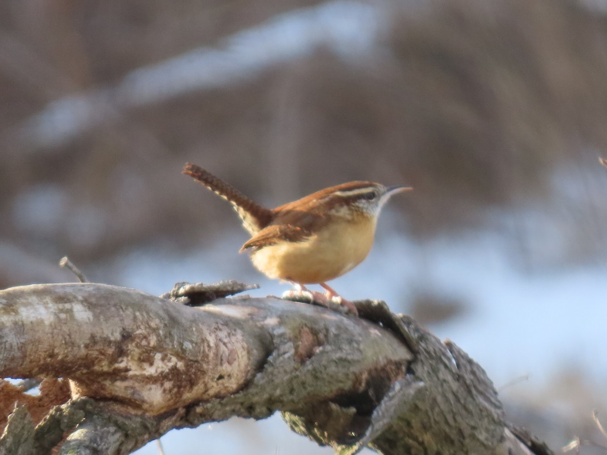 Carolina Wren - ML646403224
