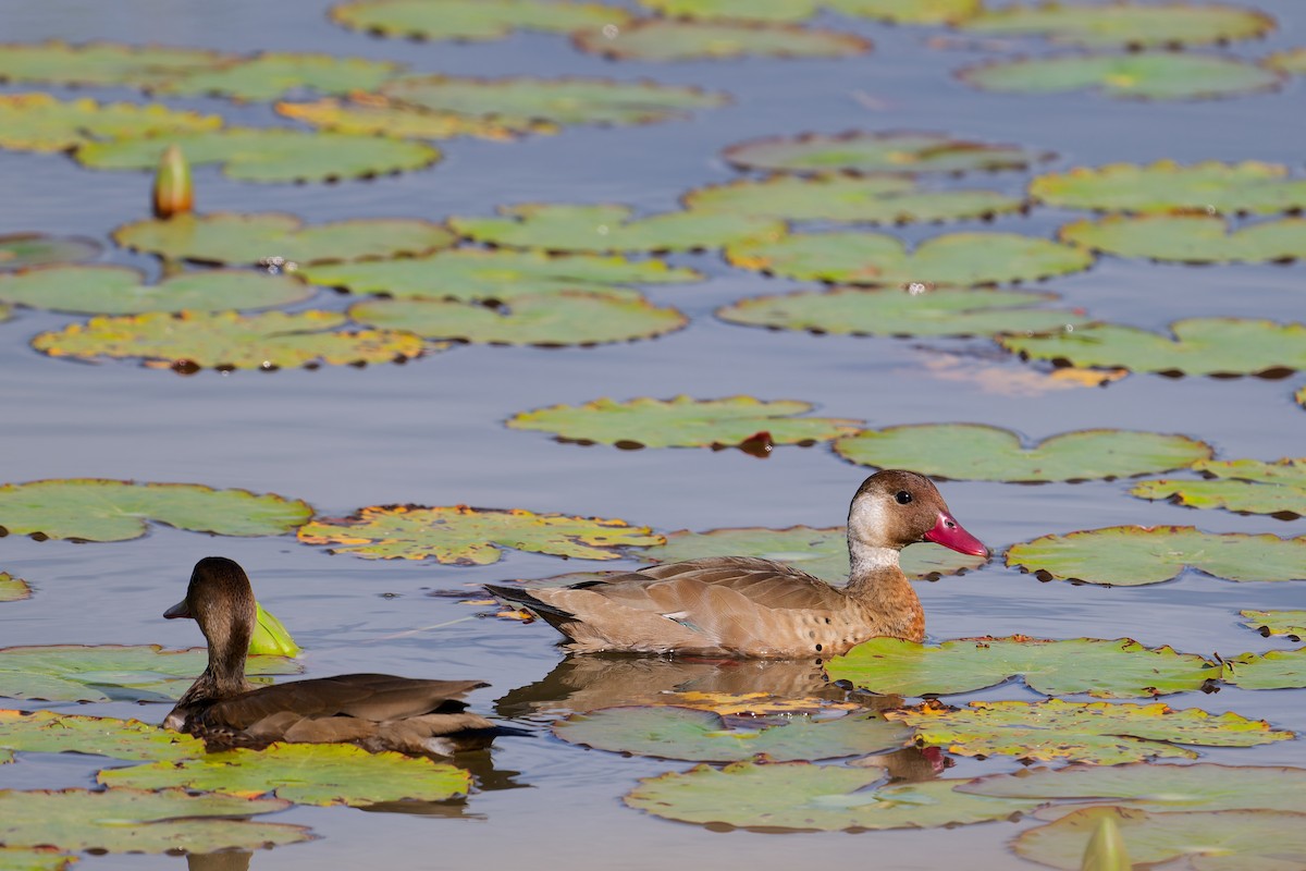 Brazilian Teal - ML646403225