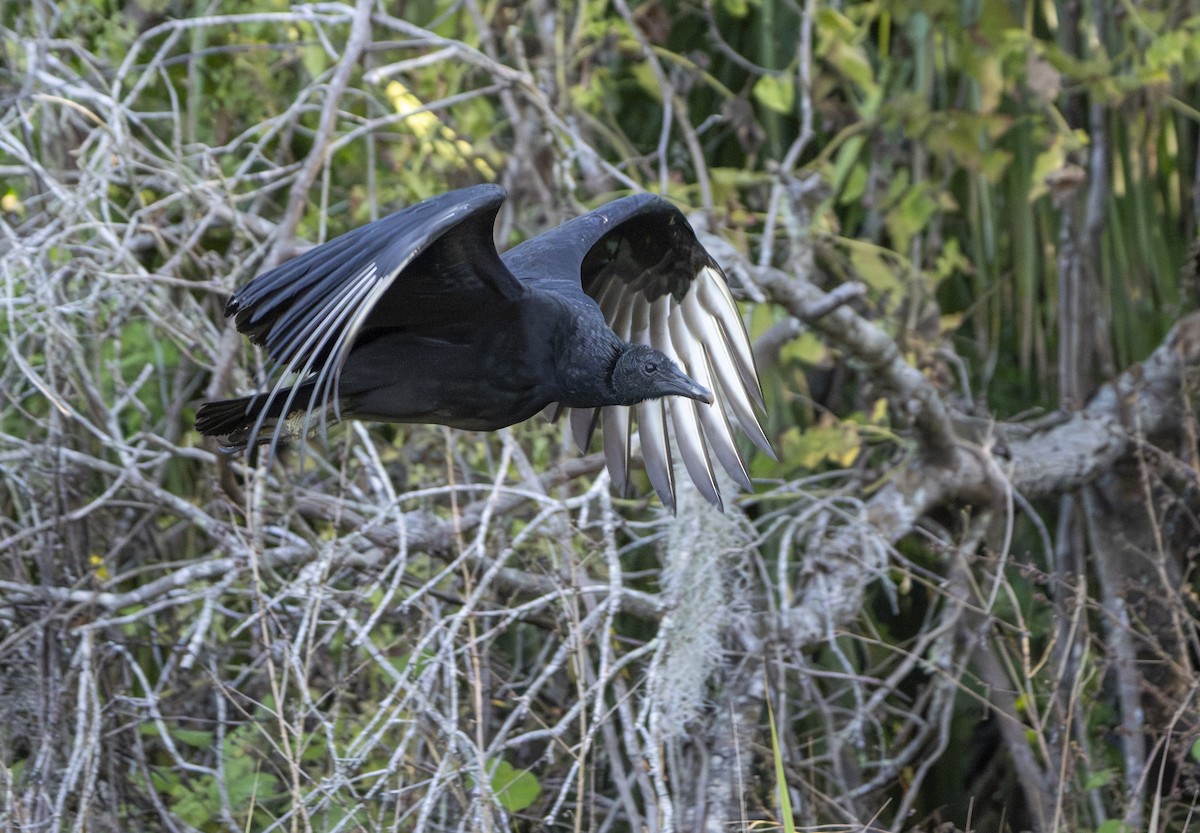 Karga Akbabası - ML646403226