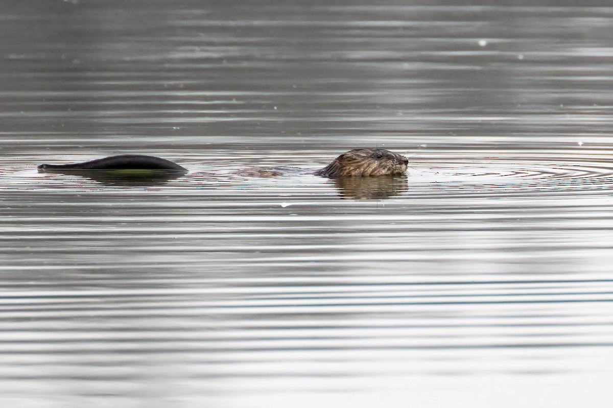 American Beaver - ML646403227