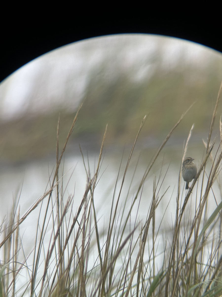 nålstjertspurv - ML646403229