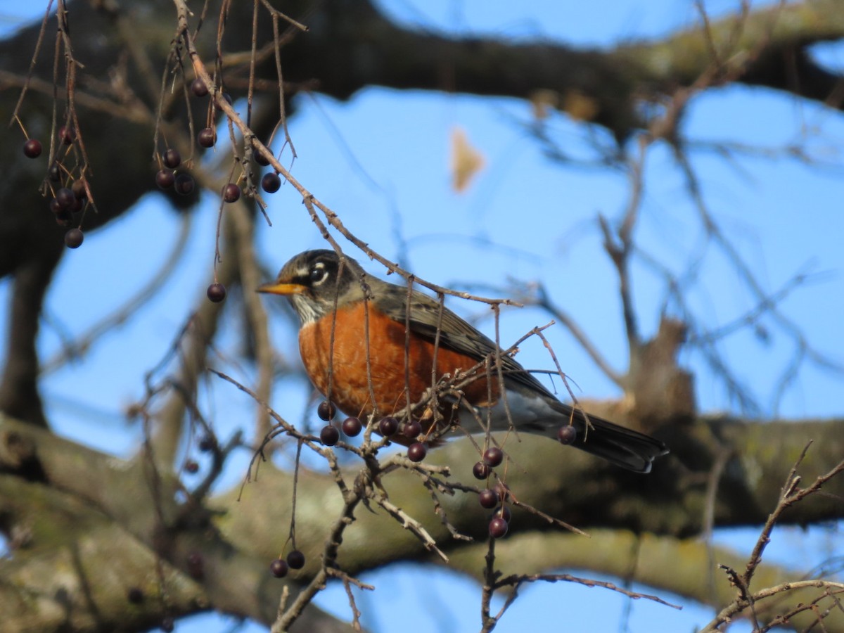 Странствующий дрозд - ML646403230