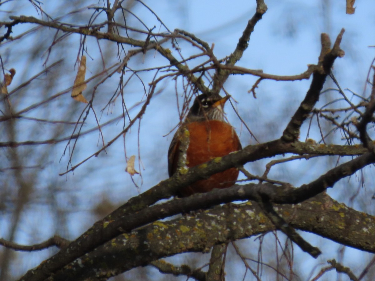 Странствующий дрозд - ML646403231