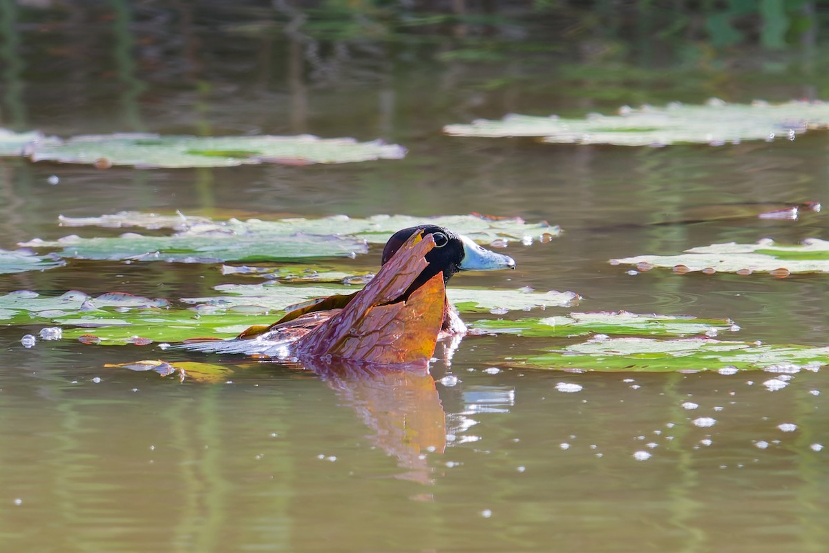 Masked Duck - ML646403232