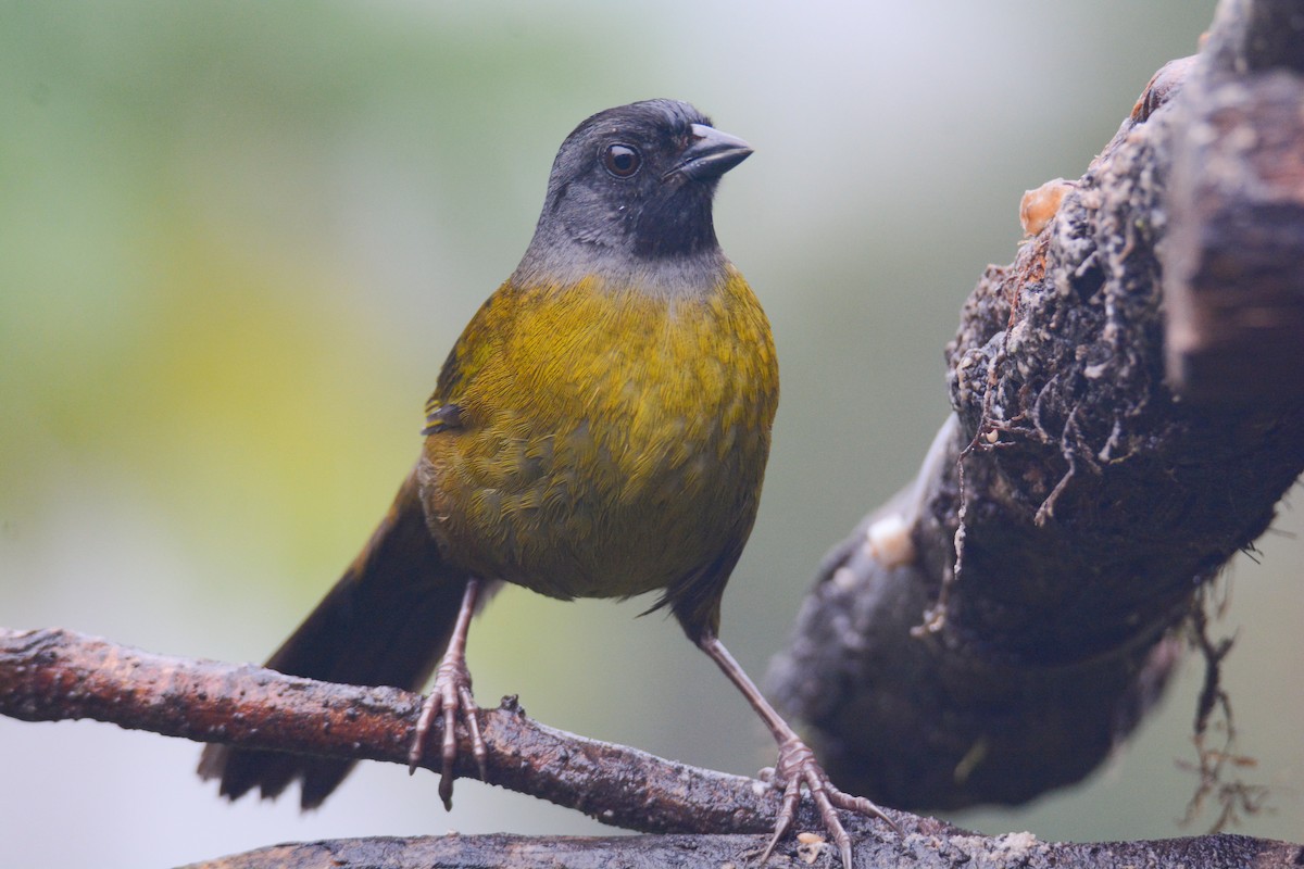 Cerquero Patigrande - ML646403233