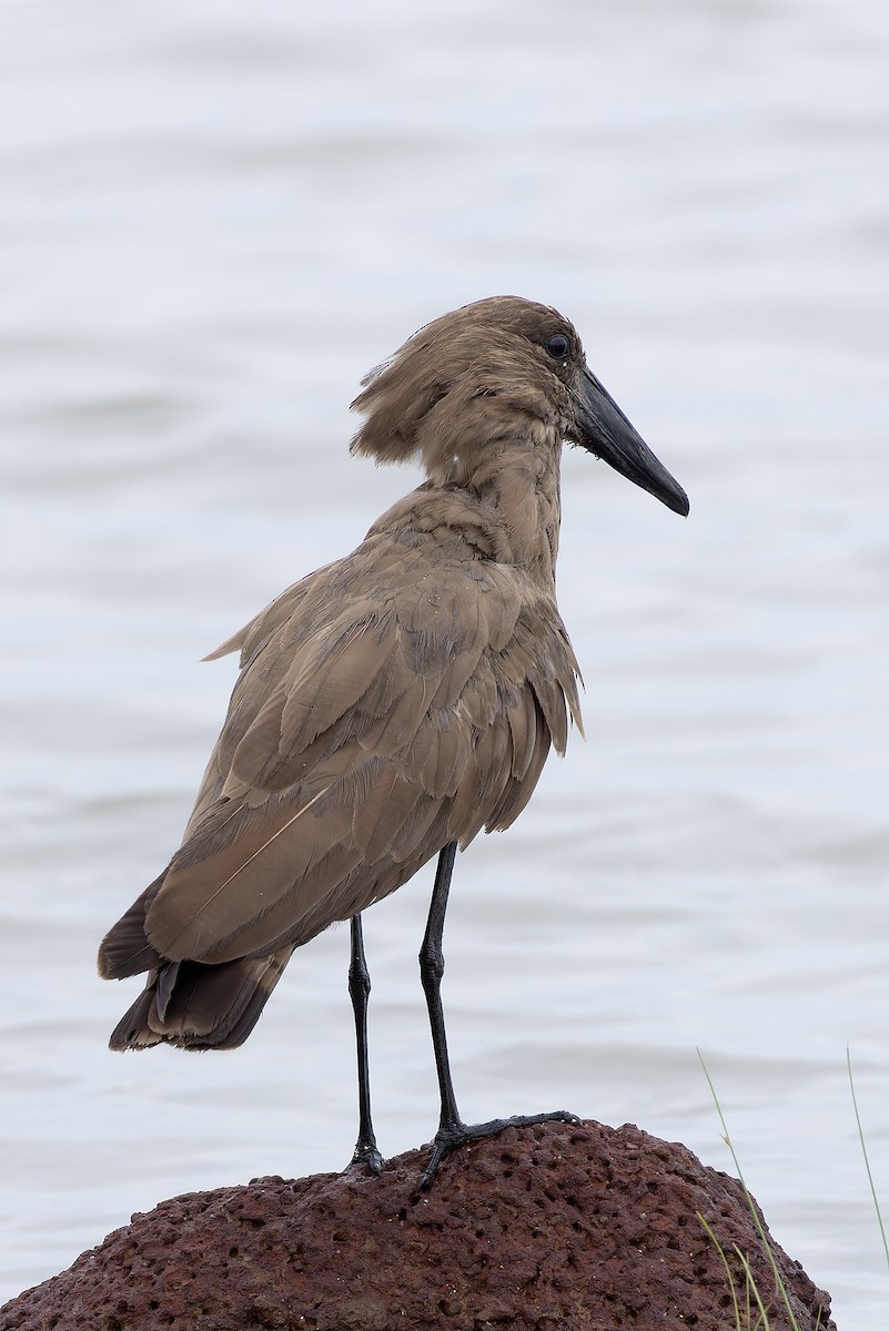 Hamerkop - ML646403234