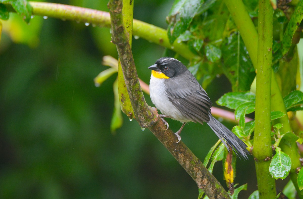 White-naped Brushfinch - ML646403236