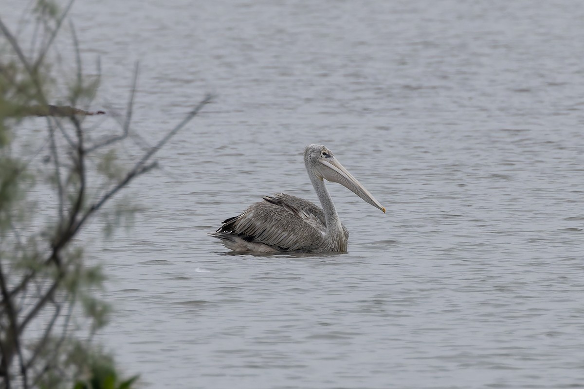 Pink-backed Pelican - ML646403238
