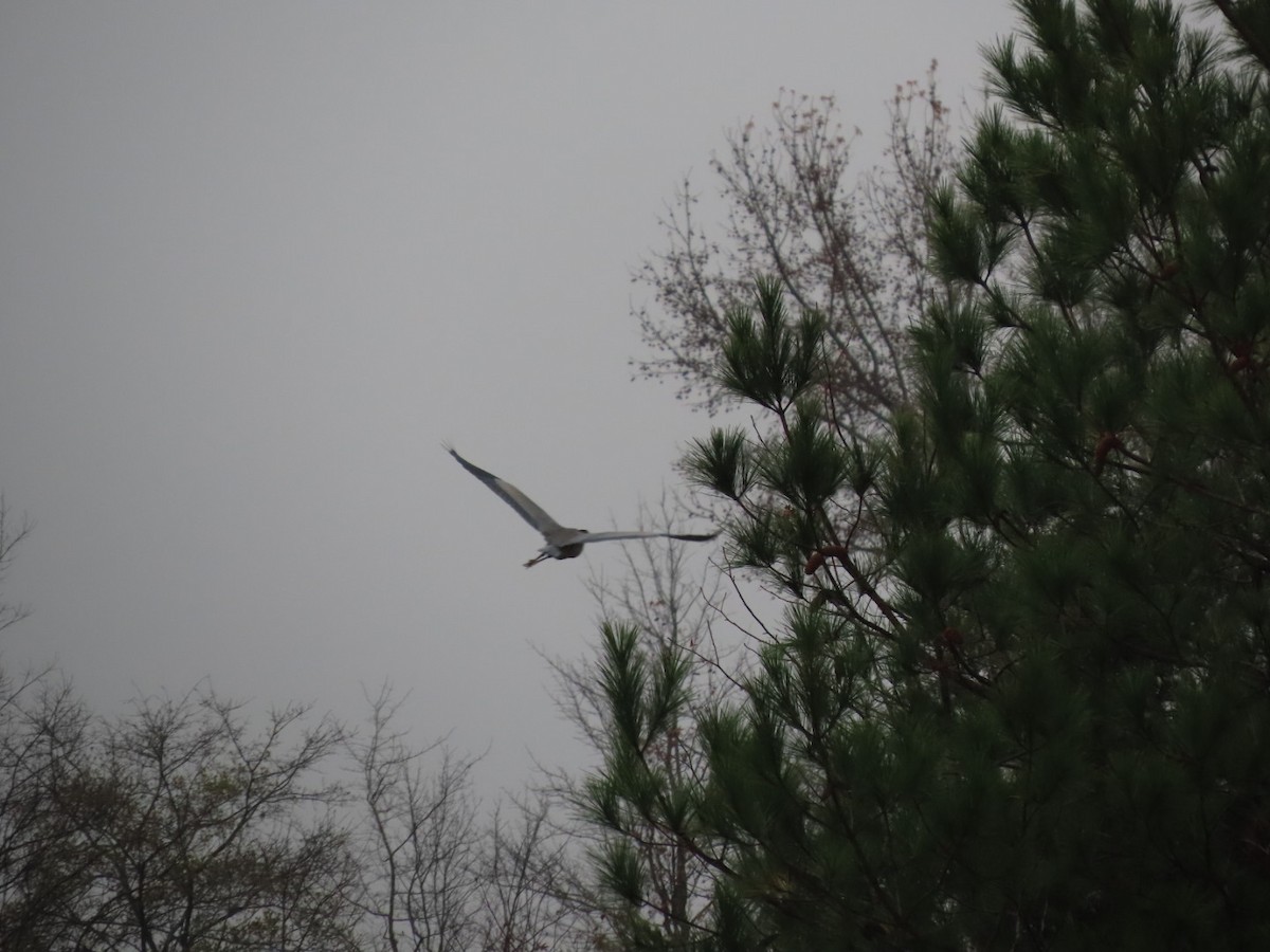 Great Blue Heron - ML646403239