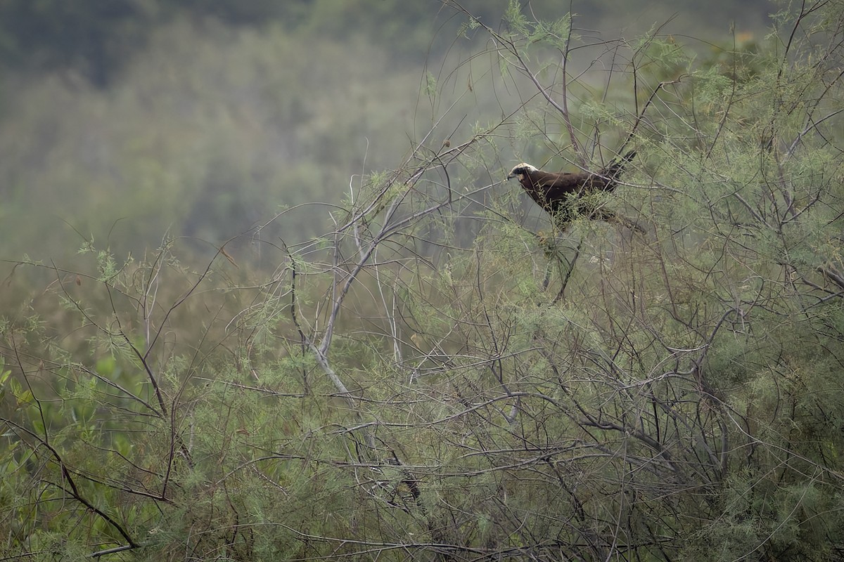 Western Marsh Harrier - ML646403241