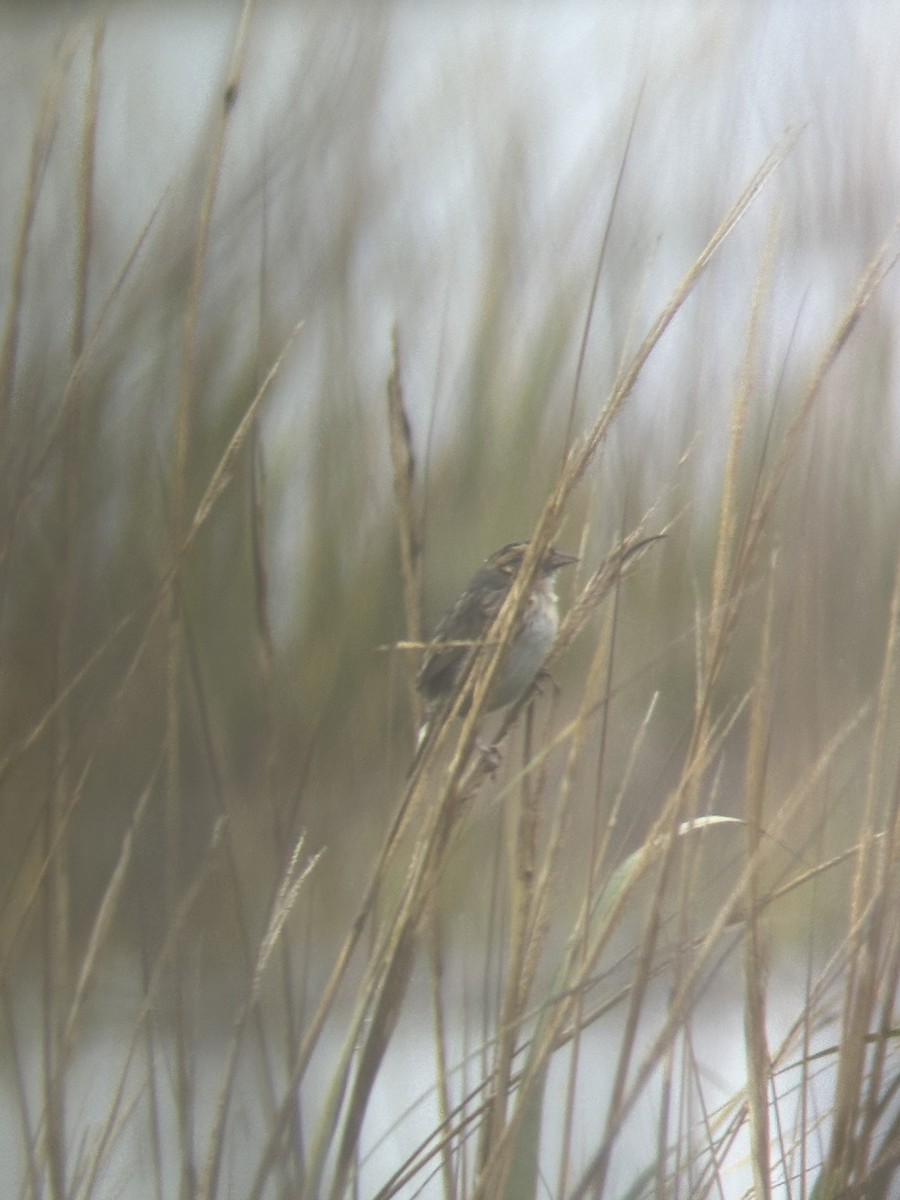 Nelson's/Saltmarsh Sparrow (Sharp-tailed Sparrow) - ML646403243