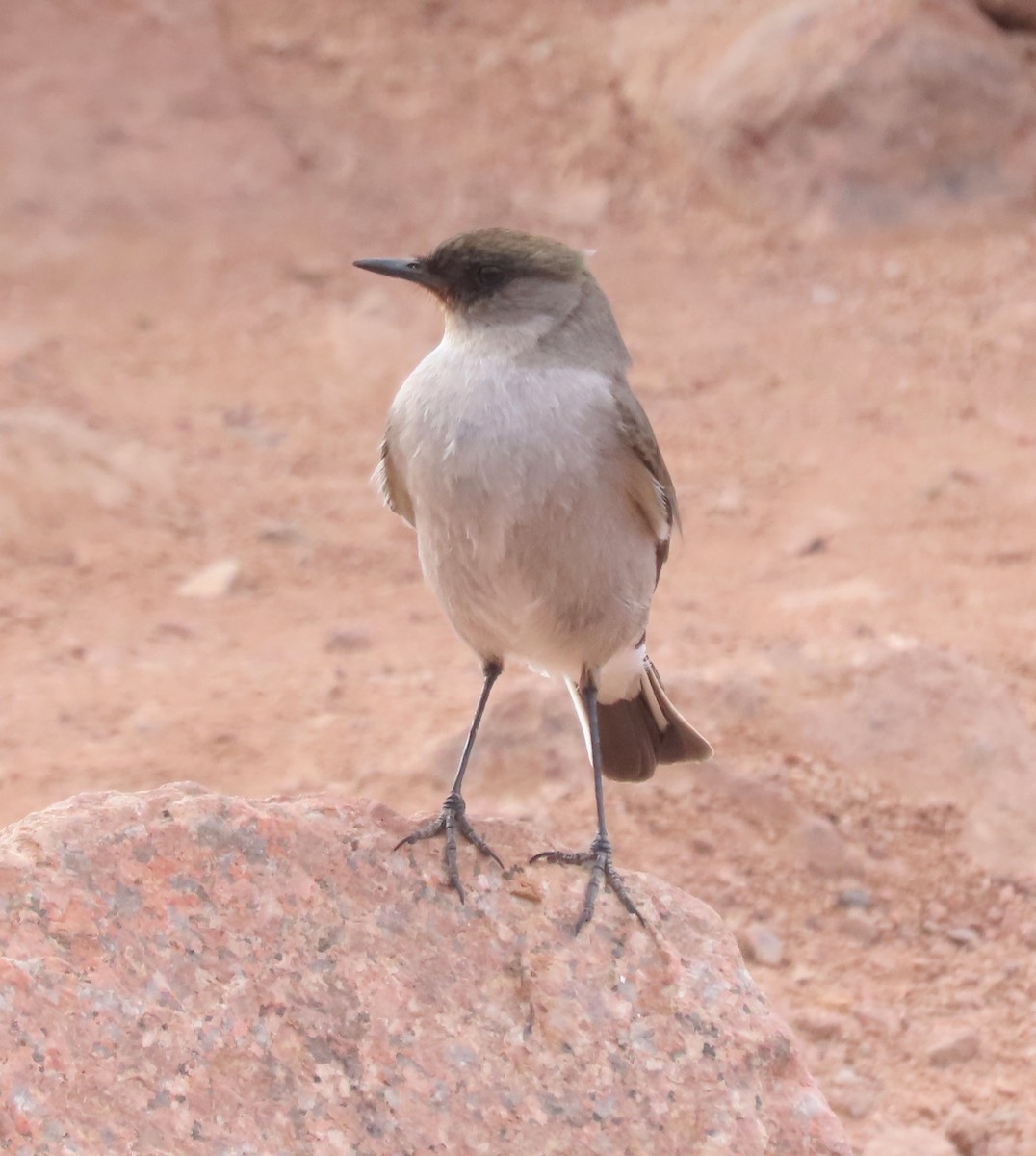 Dormilon bistré - ML646403245