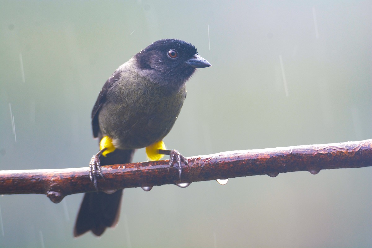 Yellow-thighed Brushfinch - ML646403258