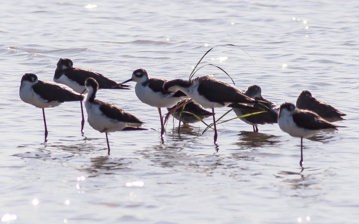 Black-necked Stilt - ML646403260