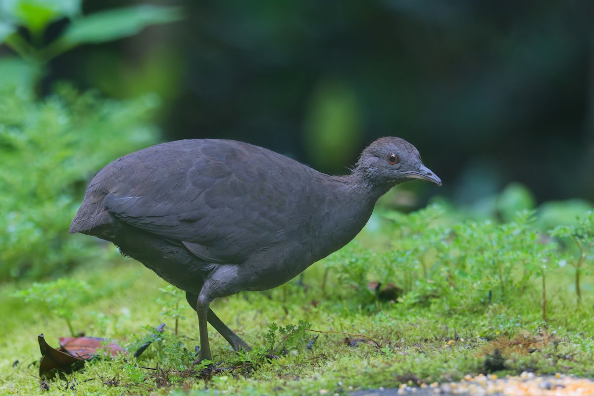 gråtinamu - ML646403261