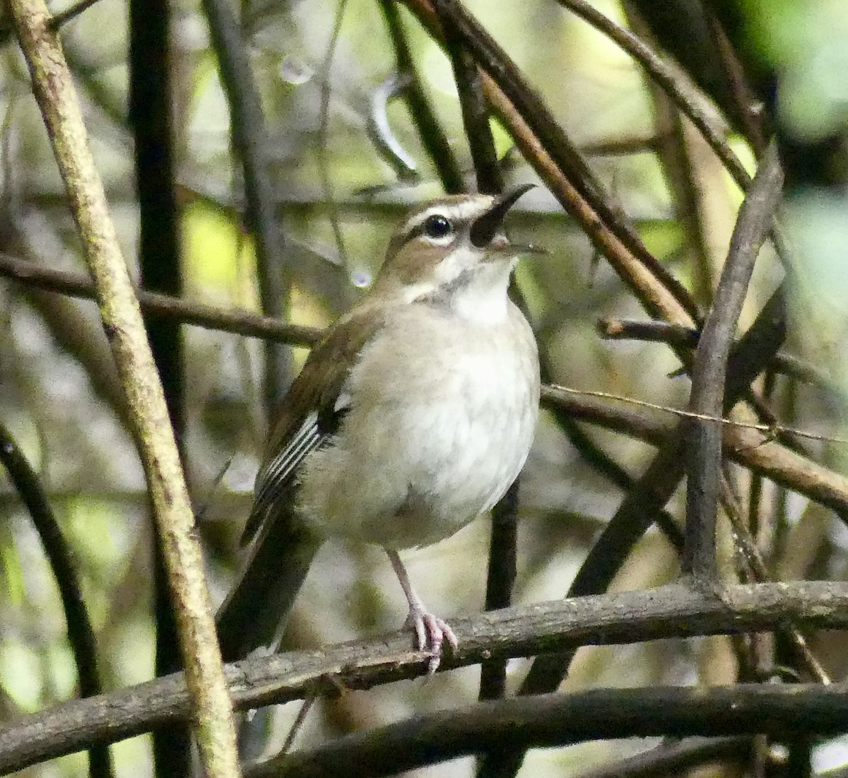 Brown Scrub-Robin - ML646403263