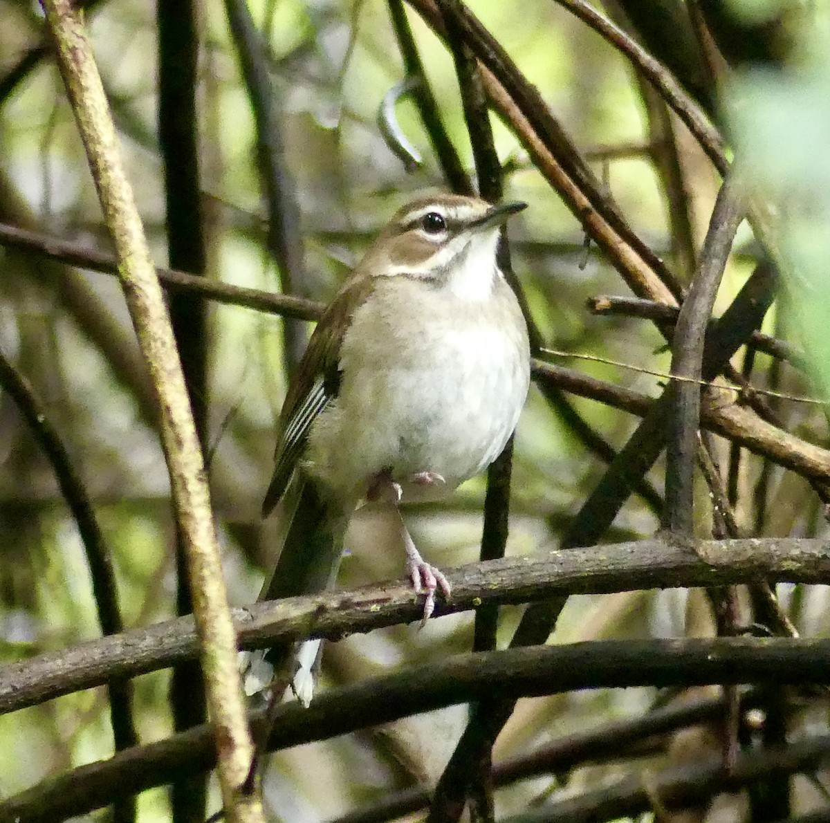 Brown Scrub-Robin - ML646403264