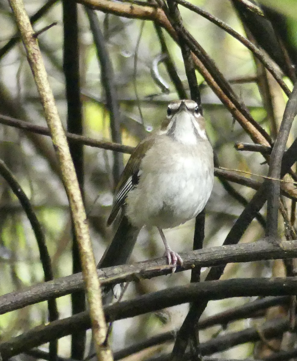 Brown Scrub-Robin - ML646403265