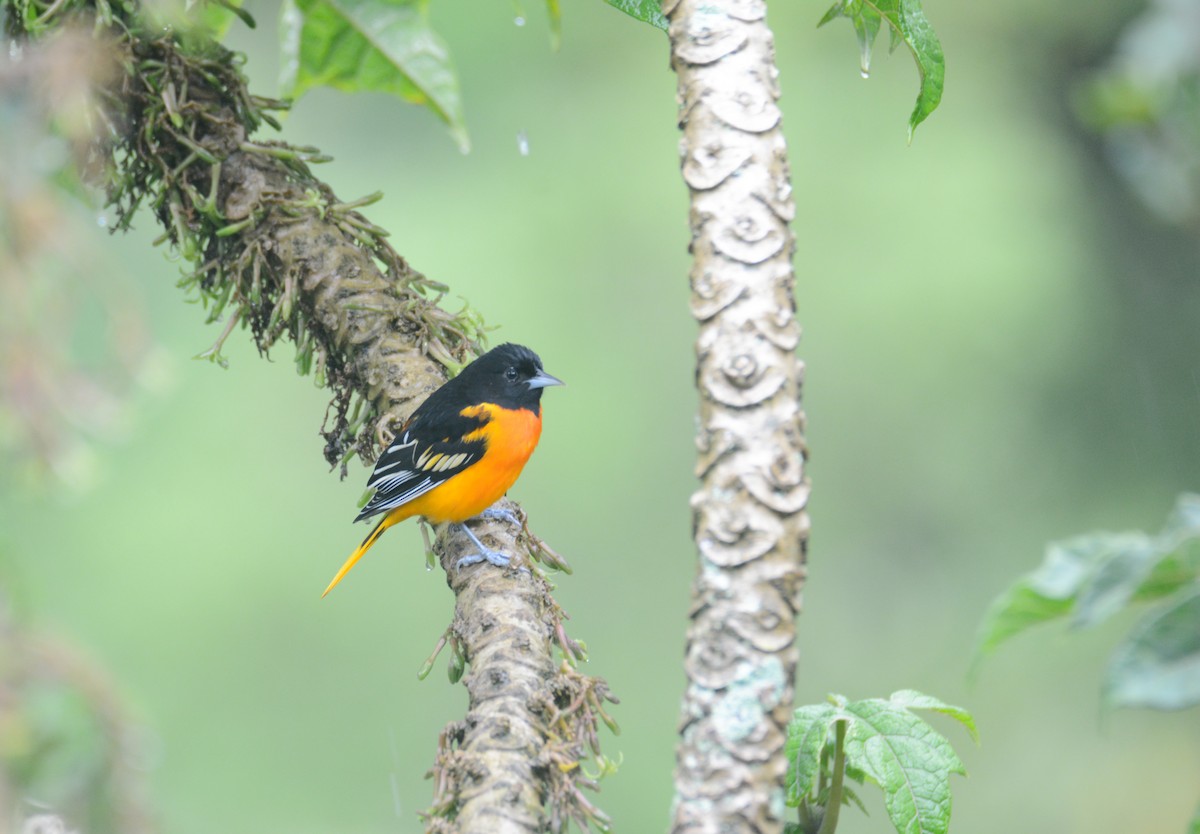 Baltimore Oriole - ML646403266