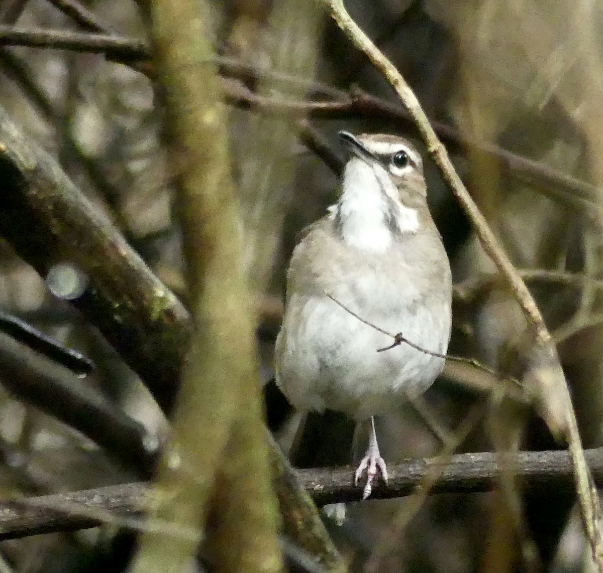 Brown Scrub-Robin - ML646403267