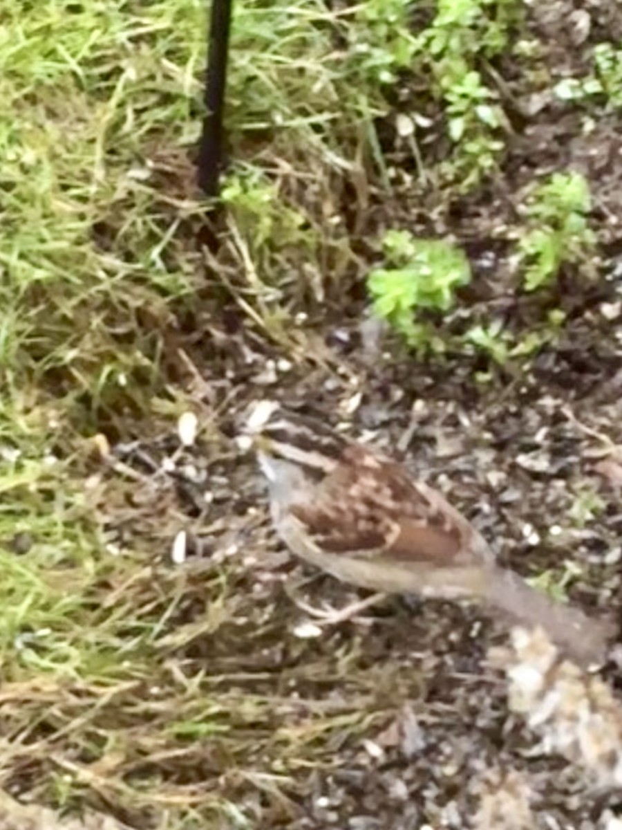 White-throated Sparrow - ML646403268