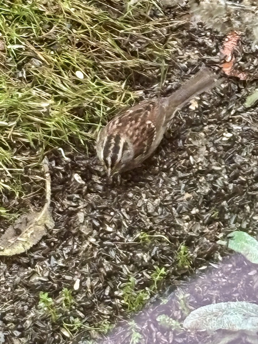 White-throated Sparrow - ML646403269