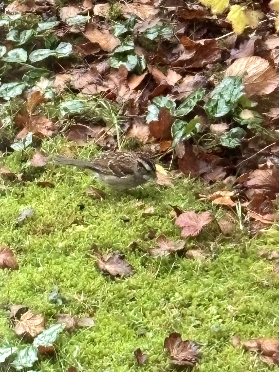 White-throated Sparrow - ML646403270