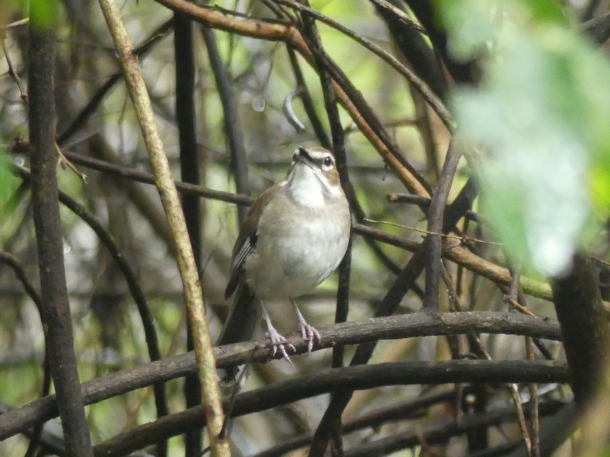 Brown Scrub-Robin - ML646403271