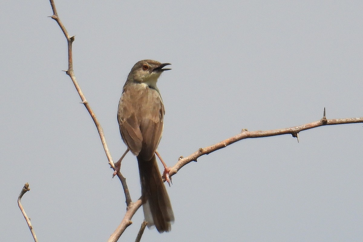 Jungle Prinia - ML646403273