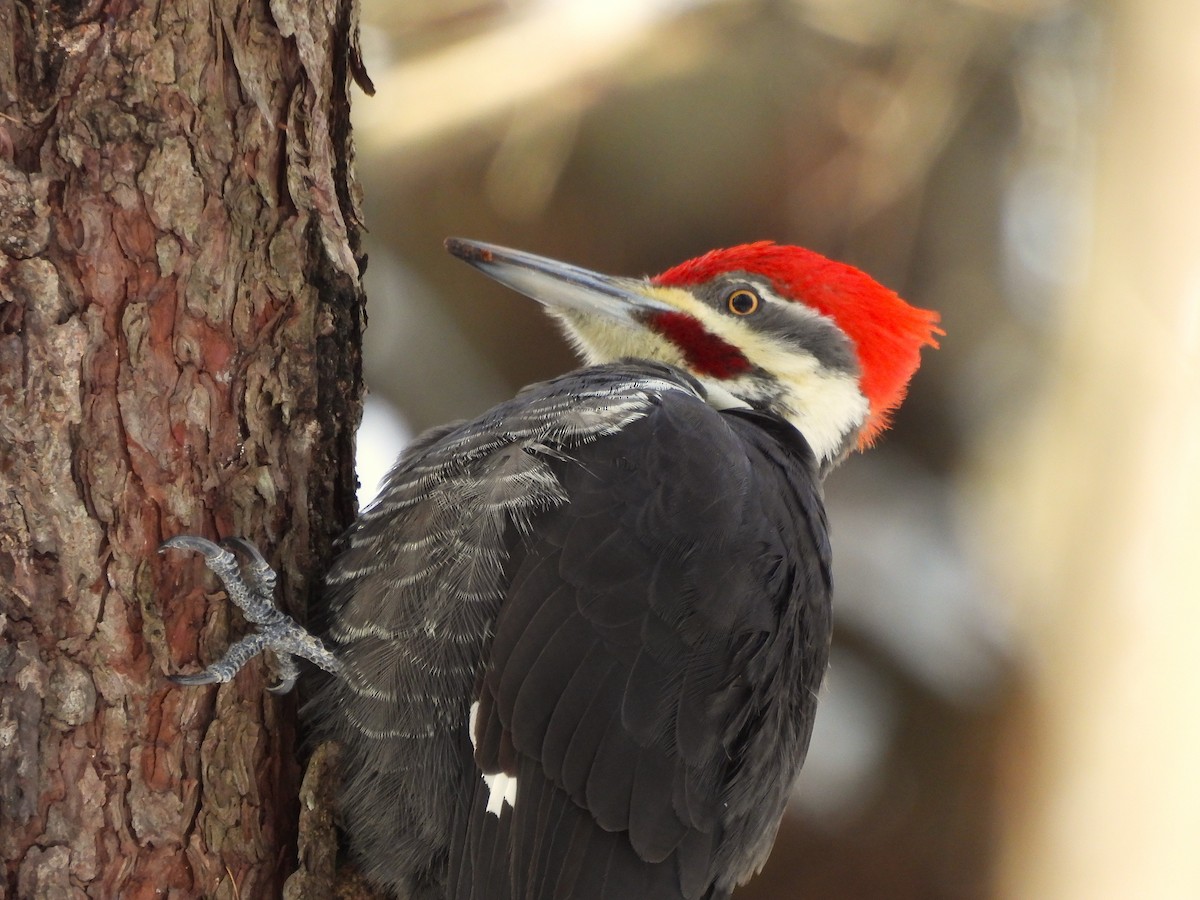 Pileated Woodpecker - ML646403275