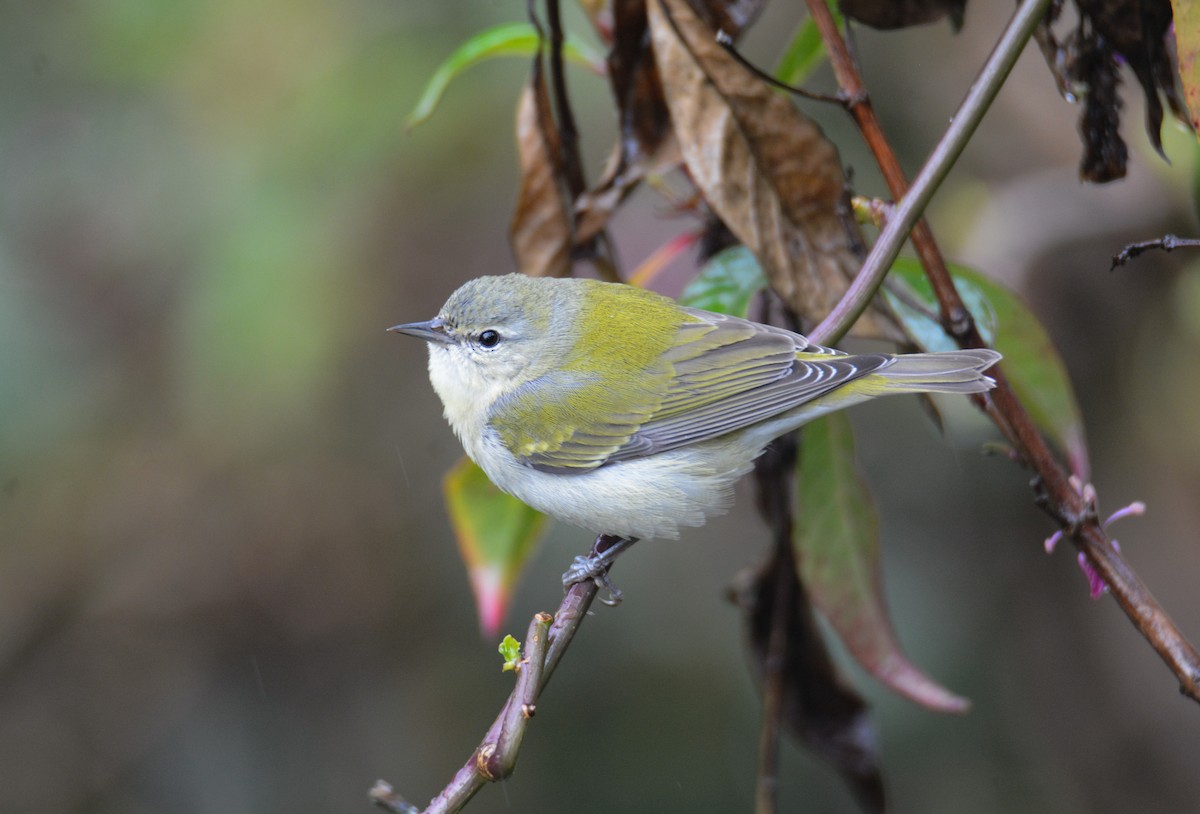Червоїд світлобровий - ML646403279
