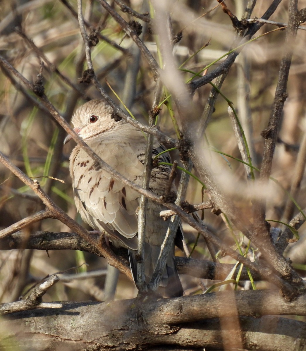 Common Ground Dove - ML646403281